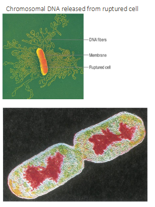 <p>Bacterial Genetic Material (Genome)</p>