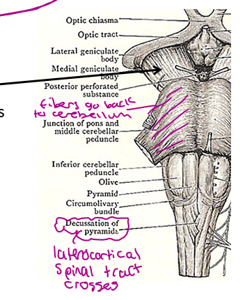 <p>a. internal capsule</p><p>b. crus cerebri</p><p>c. pyramids</p><p>d. Lateral corticospinal</p><p>e. anterior corticospinal tracts</p>