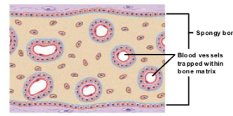 <ul><li><p><strong>Osteoblasts continue depositing bone</strong>, forming a <strong>bony plate</strong>.</p></li><li><p>The plate is <strong>perforated by blood vessels</strong>.</p></li><li><p>As <strong>adjacent plates fuse together</strong>, the <strong>bone structure becomes more complex</strong>.</p></li></ul><p></p>