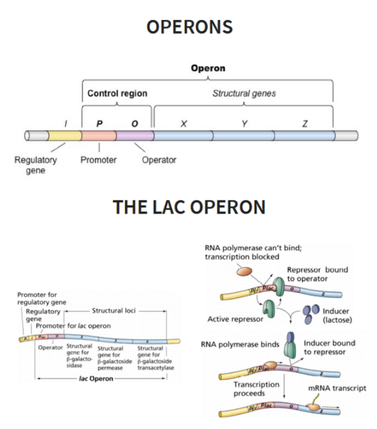 <ul><li><p><strong>Definition:</strong> A section of genetic material containing a cluster of genes under the control of a single promoter.</p></li><li><p><strong>Key Function:</strong> Allows the transcription of multiple related proteins to be regulated and controlled at a single genomic site simultaneously.</p></li></ul><p></p>