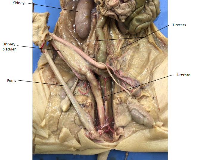 <p>The urethra is located anterior (in front) of the penis, but posterior of the urinary bladder. Simply put, it is the deeper in the body c It is the last duct that passes through the prostate gland and carries semen out of the penis. It has three regions: prostatic which is nearest to the prostate, intermediate (membranous), and spongy, which is inside the penis. It also carries urine outside of the body, through the penis.</p>