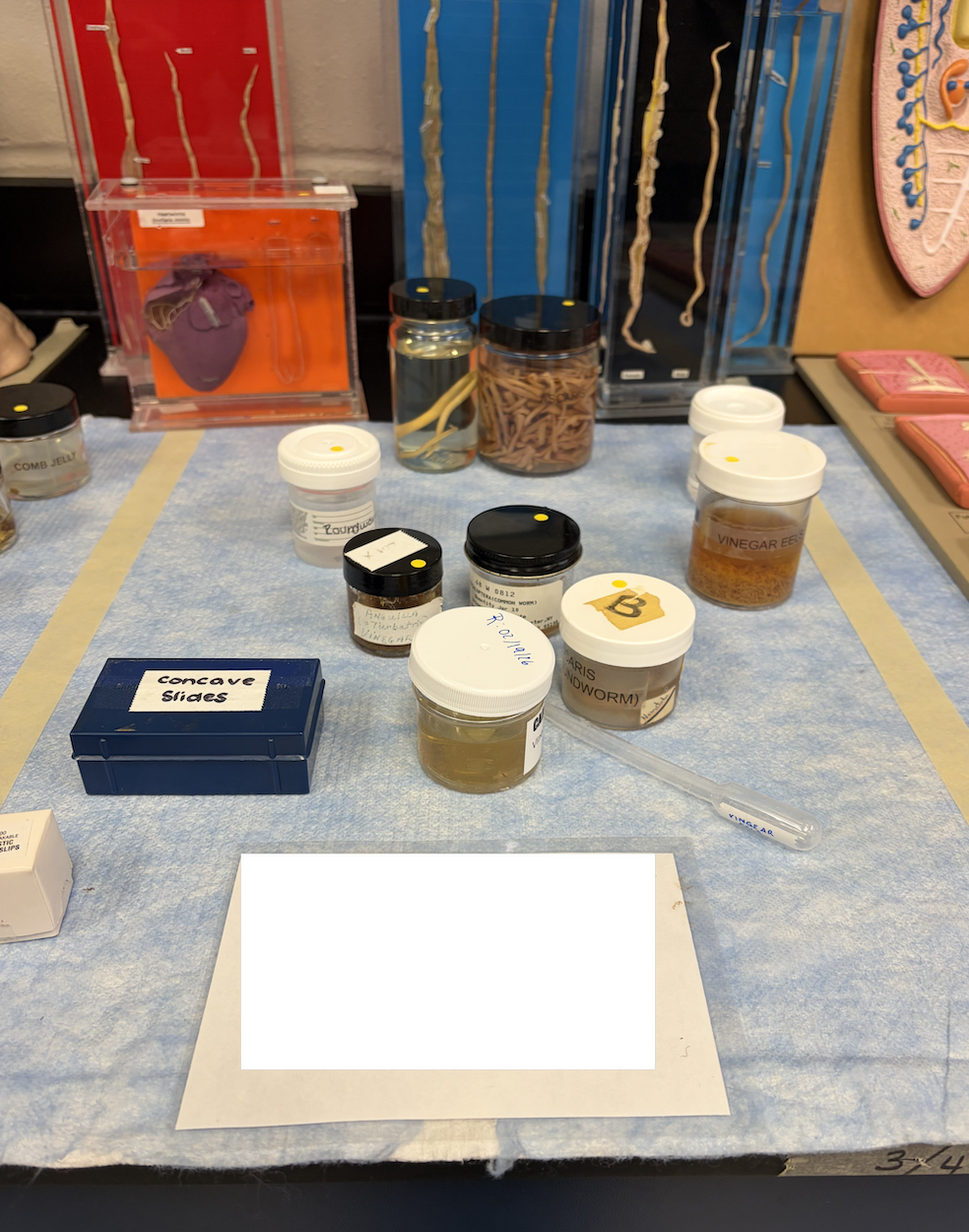 <p>What phylum are these in?</p>