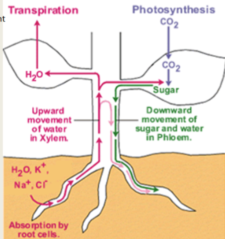 <p>transpiration </p>
