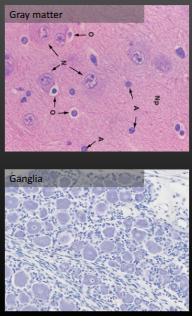 <p>ganglia: grouped cells bodies, neuroglia is around somas orderly</p><p>gray matter: diapered cells bodies, ganglia is also more scattered</p><p></p>