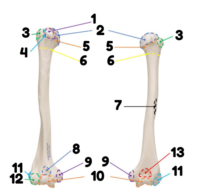 <p>12</p>