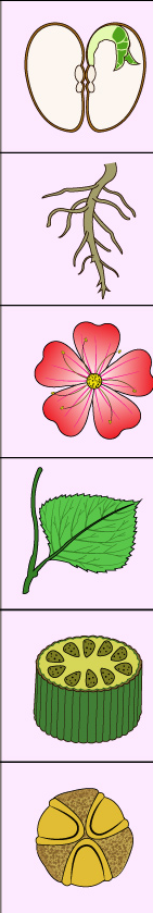<p>what do dicots contain?</p><ol><li><p>seed</p></li><li><p>root</p></li><li><p>flower</p></li><li><p>leaf</p></li><li><p>vascular bundles</p></li><li><p>pollen grains</p></li></ol><p></p>