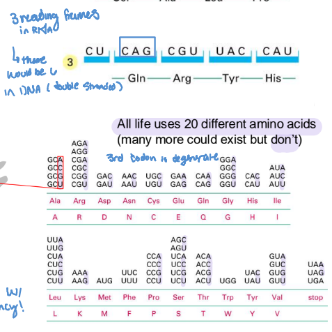 <ul><li><p>open reading frames have a start codon that have the longest sequence without a stop codon. </p></li><li><p>evolved to remove sequences that could prematurely stop UNLESS there is a frameshift </p><ul><li><p>then it would likely encounter a premature stop codon, forming a truncated protein</p></li></ul></li></ul><p></p>