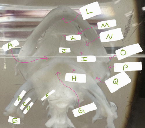 <p>O</p>