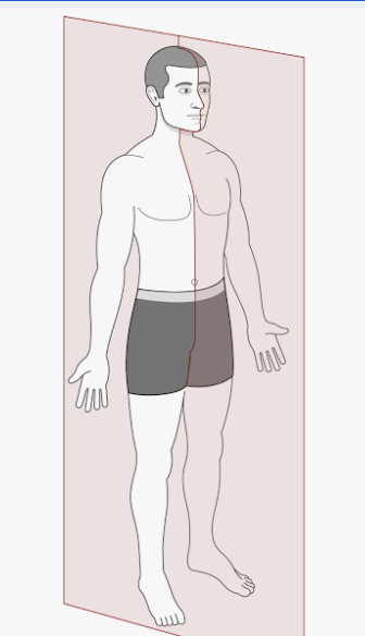 <p>Vertical plane dividing right and left portions. <strong>S</strong>ide</p><p>(Midsagittal perf in the middle)</p><p>(Parasagittal not perf)</p>
