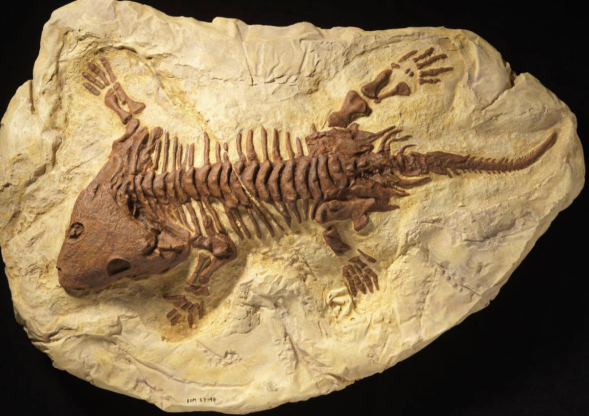 <p>kinda looks like if a frog was a reptile</p>