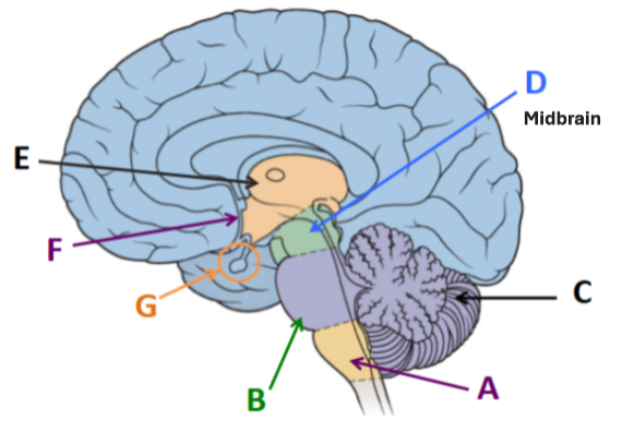 <p><span style="background-color: transparent;">The middle division of the brain</span></p>