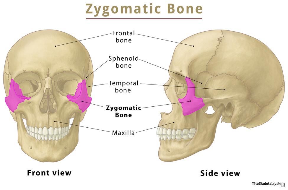 <p>commonly referred to as our cheekbones</p>