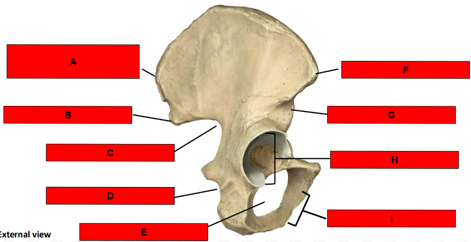 <p>What is indicated by C?</p>
