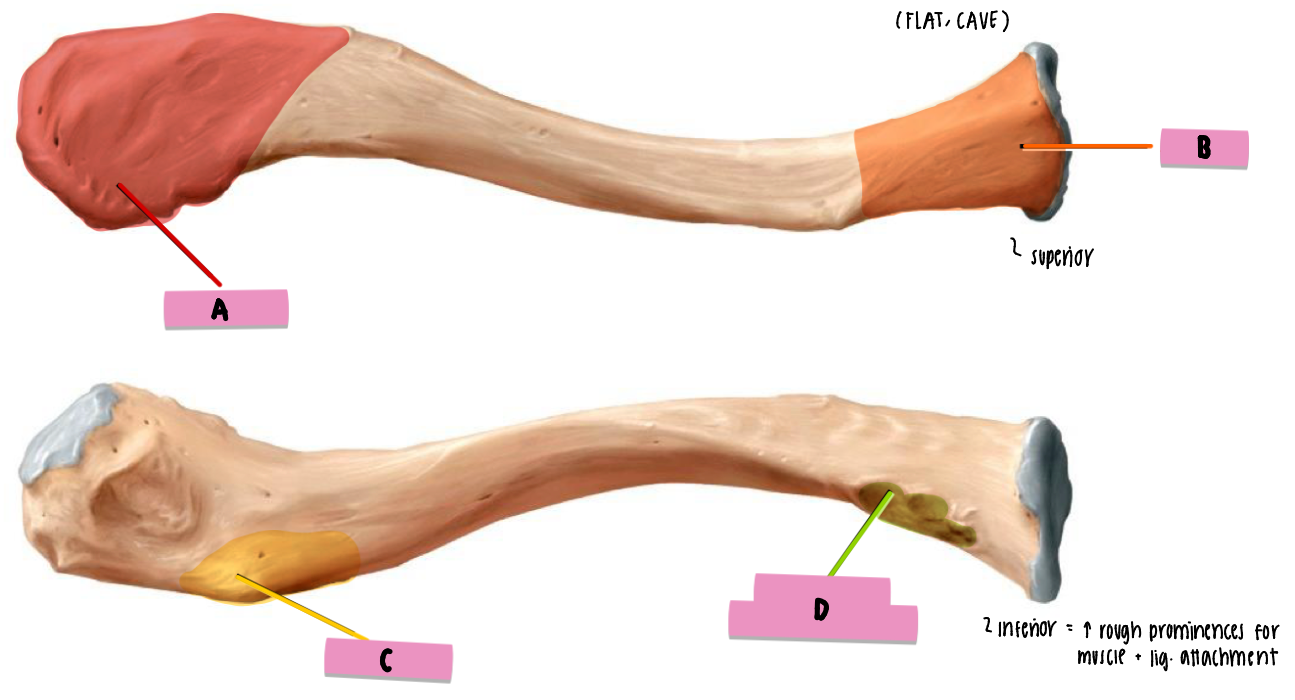 <p><strong>label </strong>the <strong>following </strong>(clavicle) </p>