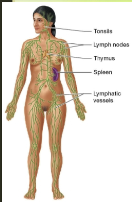 <p>Lymphatic system</p>