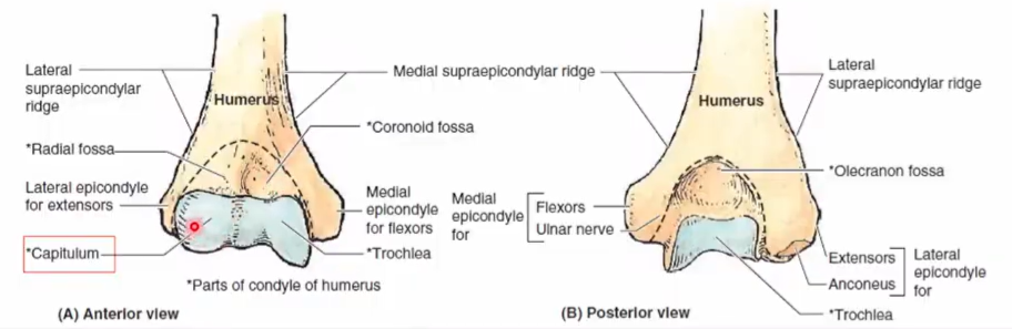 <p>Capitulum (lateral)</p>