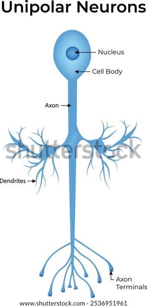 <p>unipolar neuron</p>
