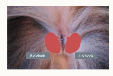 <ul><li><p>paired diverticula in the lamina propria/submucosa</p></li><li><p>lined by apocrine paranal sinus glands</p></li><li><p>paired ducts open into anal canal</p></li></ul><p></p>