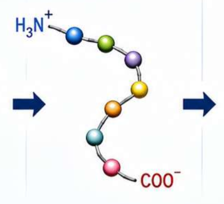 <p>Describe primary structure</p>