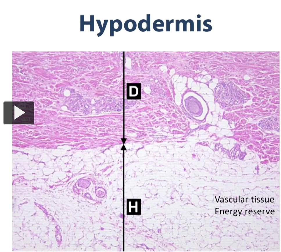 <p>As you go down deep into the dermis, (the darker pink is the dense irregular connective tissue), as we get even deeper down (going towards H), you see that there is yet another transition, as we go from a dense irregular connective tissue to the hypodermis (superficial fascia) (light pink), and this is the layer that also has some connective tissue but it’s also rich in adipose tissue. </p><p>So those are the layers of the integumentary system. </p>