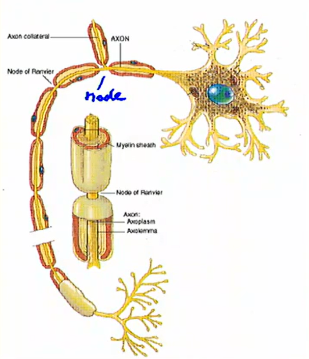<ul><li><p>myelin sheath formed:</p><ul><li><p>by oligodendrocytes in the CNS</p></li><li><p>by Schwann cells in the PNS</p><ul><li><p>note: oligodendrocytes and Schwann cells are two types of glia cells</p></li></ul></li></ul></li><li><p>myelination is discontinuous; interrupted at nodes of Ranvier</p></li></ul><p></p>