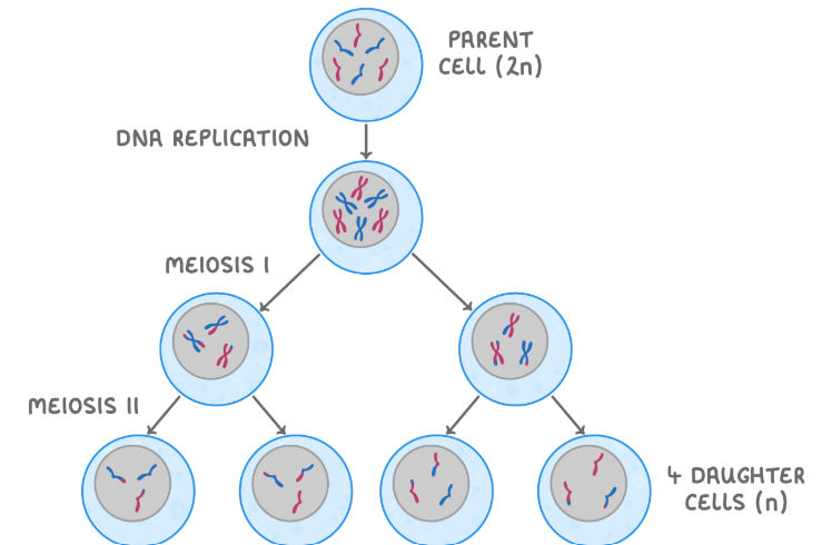 <p>A type of cell division (asexual reproduction) where parent cells divide to form 4 haploid cells (gametes) with genetic variation in the reproductive organs.</p><p>Interphase - DNA is replicated so each chromosome contains 2 identical sister chromatids.</p><p>Meiosis I - Contains PMAT the same as in mitosis except during anaphase, homologous chromosomes are separated (rather than chromatids like in mitosis).</p><p>Meiosis II - Contains PMAT and during anaphase, sister chromatids are separated. This produces 4 daughter cell.</p>