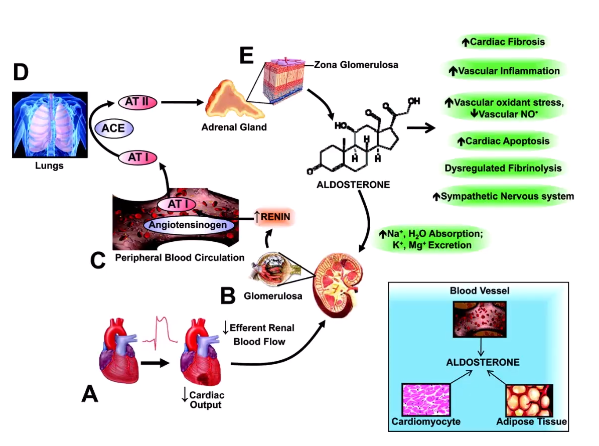 <p>Blocks aldosterone receptors to treat hypertension, heart failure, and other cardiovascular conditions</p>