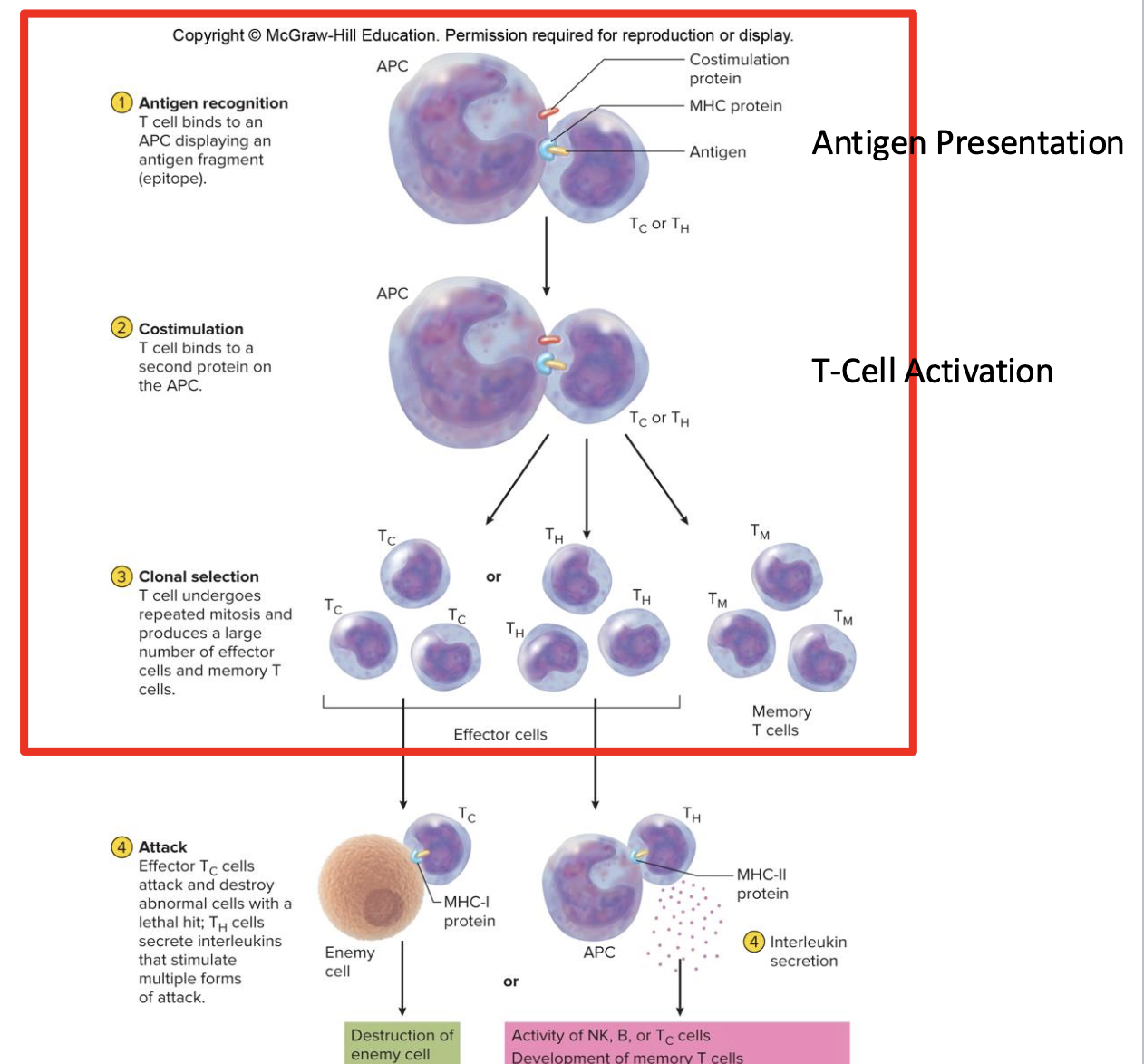<ul><li><p>T cells respond to 2 classes of MHC proteins:</p></li></ul><ol><li><p><strong>MHC I: </strong>Proteins on every cell</p></li><li><p><strong>MHC II: </strong>Proteins occurring only on foreign antigens </p></li></ol><ul><li><p>Activation occurs when a T<sub>C</sub> or T<sub>H</sub> cells binds to an MHC protein that the T cell recognizes (must also bind to a second protein)</p></li><li><p>Successful costimulation activates clonal selection </p></li></ul><p></p>