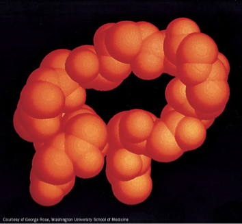 <p>chain reversal; <span><strong>surface</strong> of <strong>globular protein </strong>&nbsp;(hydrophillic)</span></p>