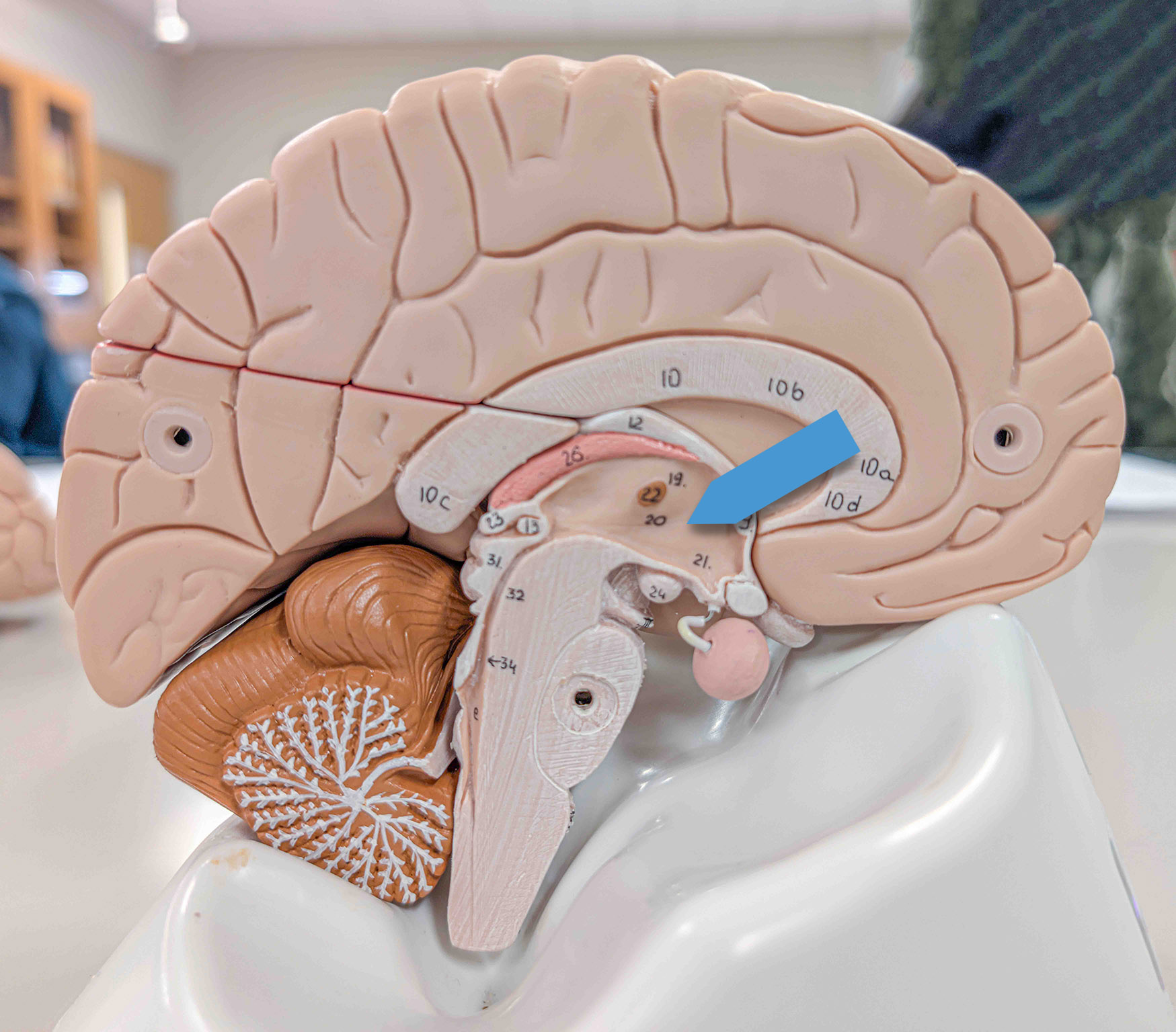 <p>Identify the major region at the pointer.</p>