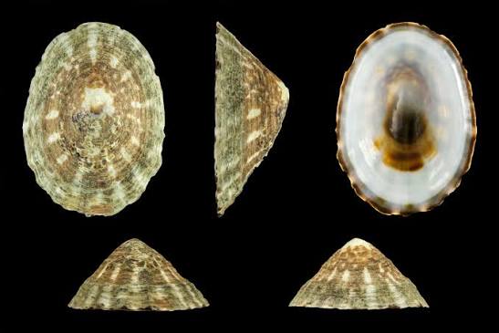 <p>Shield Limpet</p>