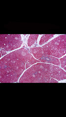 <p>what kind of tissue is this</p>