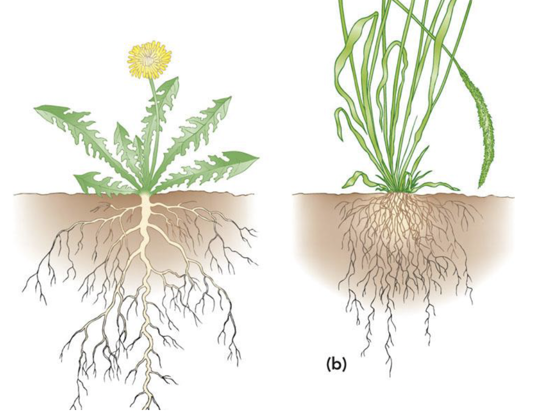 <p>there are 2 major types of root systems: dicots have a _ system, which consists of a primary root with the other main roots branching off of it. Monocots have a _ root system, where the roots are highly branched-all the main roots arise from the base of the stem</p>