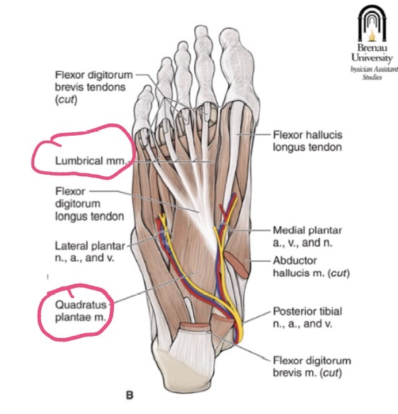 <p>ORIGIN: plantar surface of calcaneus </p><p>INSERTION: tendon of flexor digitorum longus </p><p>FUNCTION: assists flexor digitorum to flex digits 2-5</p><p>INNERVATION: lateral plantar nerve </p>