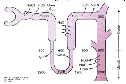 <p>Reabsorption of H2O (by osmosis) from tubule segments that are exposed to a hyperosmotic interstitium. These segments include Proximal tubule, descending limb, distal tubule and collecting duct.</p>
