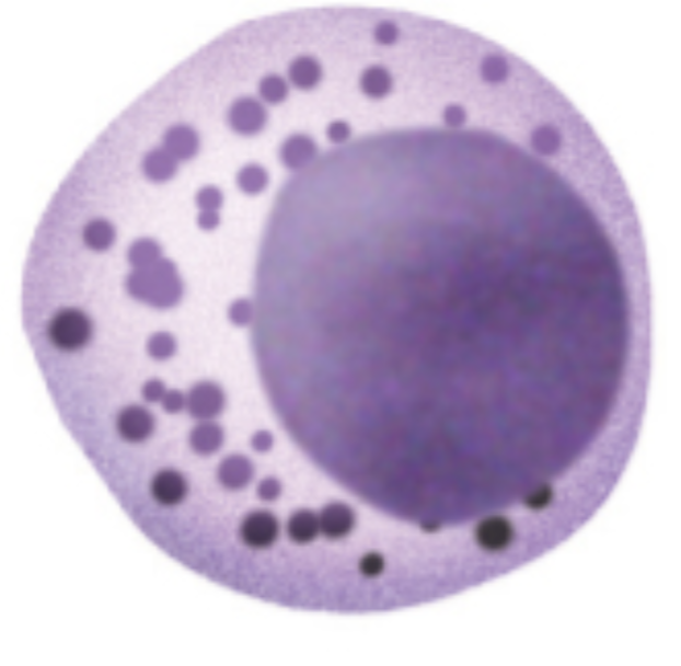 <p>Natural Killer Cell</p>
