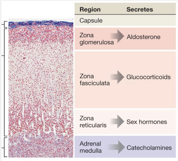 <p><strong>Adrenal Cortex</strong></p><ul><li><p>Outer – aldosterone</p></li><li><p>Middle – glucocorticoids</p></li><li><p>Inner – sex hormones</p></li></ul><p><strong>Adrenal Medulla</strong></p><ul><li><p>Catecholamines</p></li></ul><p></p>