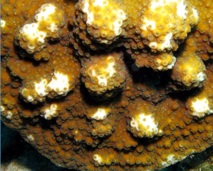 <p>What is this massive coral from the Scleractinia order? </p>
