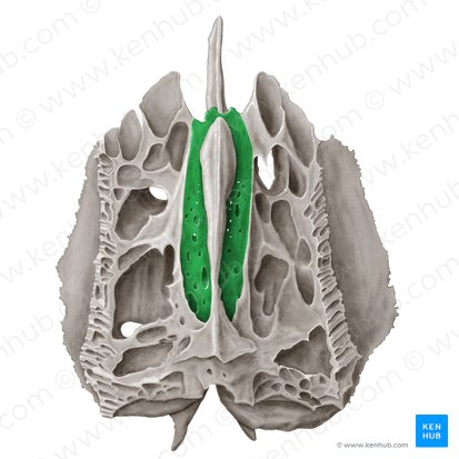 <p>“structure” “the tiny holes are for the olfactory nerve”</p>