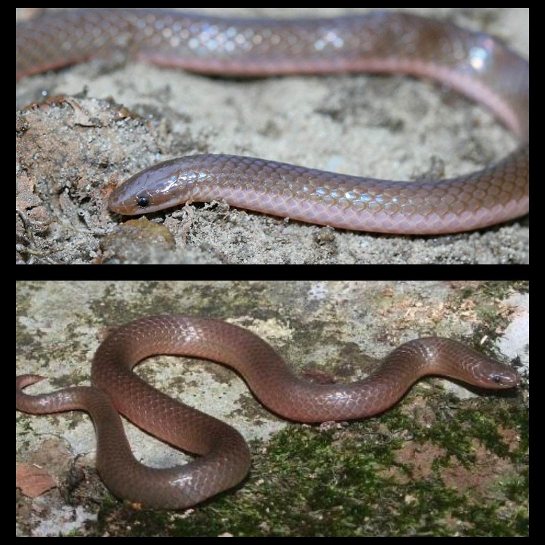 <p>Eastern Worm Snake </p>