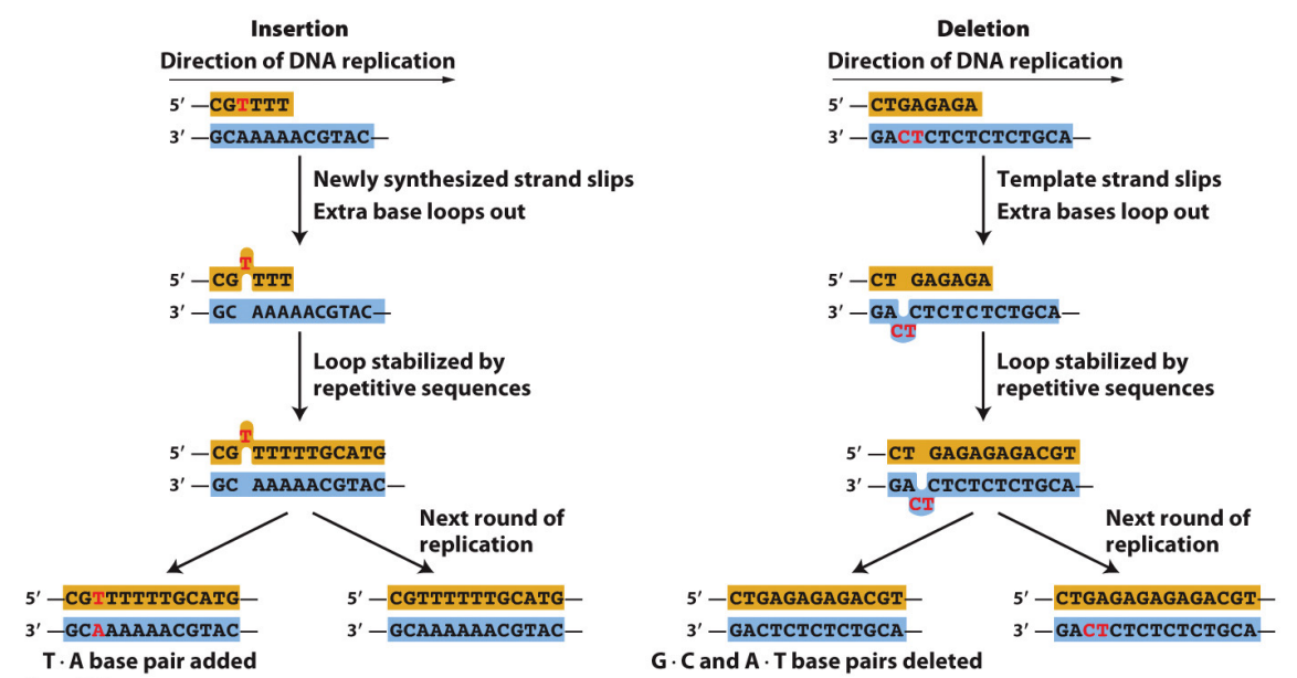 <p>Base insertions and deletions (indels) are also caused by DNA replication errors. </p><ul><li><p>Indels arise when loops in single-stranded regions of DNA are stabilized by the “slipped mispairing” of repeated sequences in the course of DNA replication.</p></li></ul><p></p>