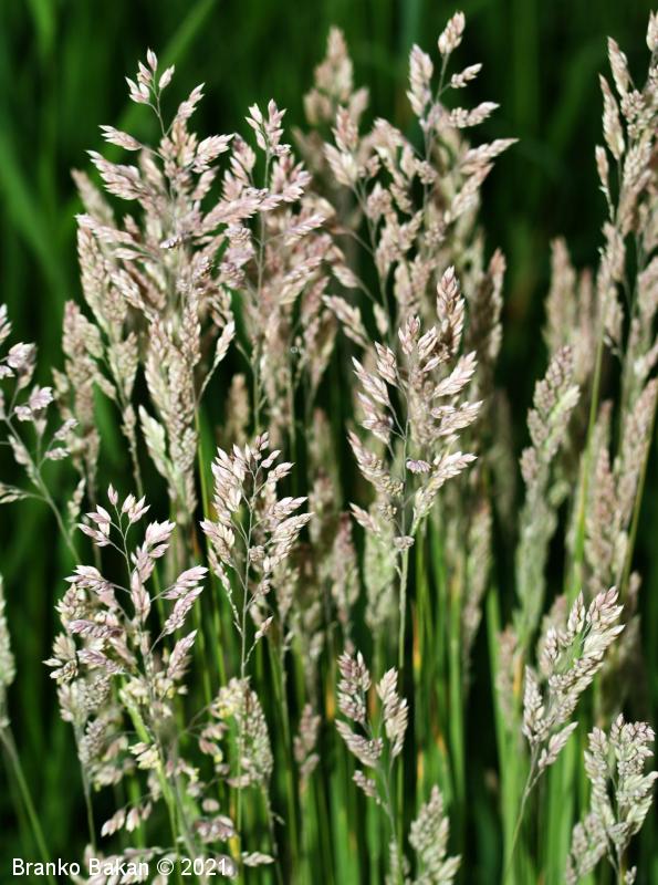 <p>Volnata medena trava-Holcus lanatus</p>
