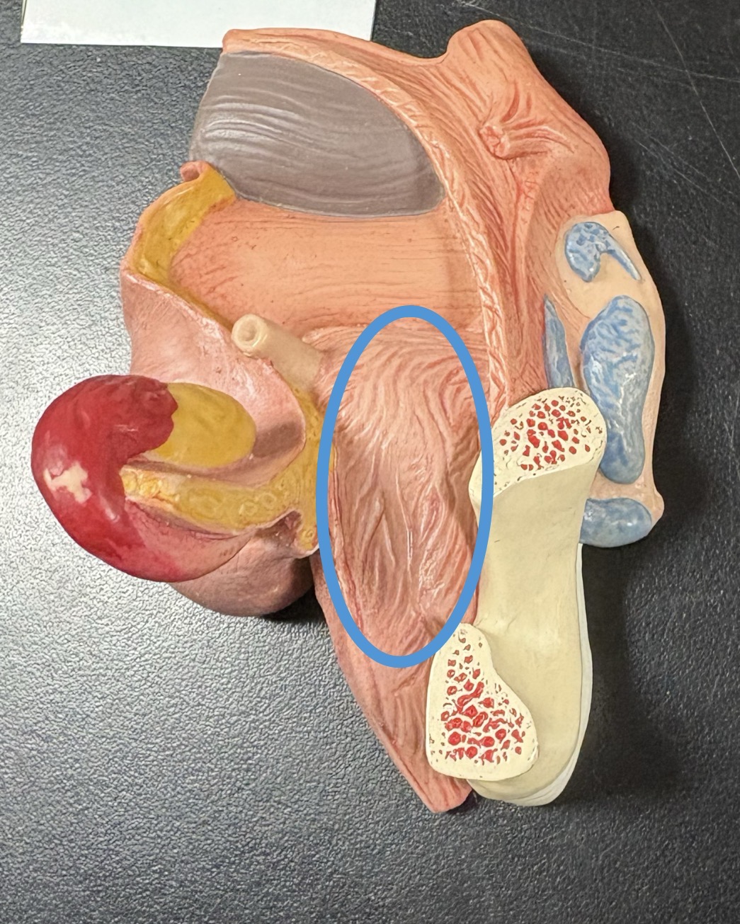 <p>major middle portion</p>