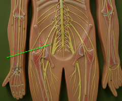 <p>passes through obturator foramen to innervate adductor muscles</p>