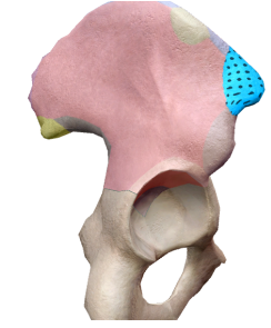 <p>Identify the bony landmark on the ilium</p>