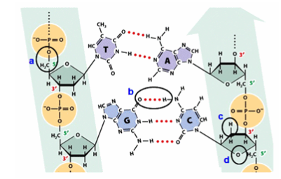 <p>Which circle shows a noncovalent bond?</p><p>circle a</p><p>circle b</p><p>circle c</p><p>circle d</p>