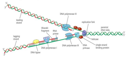 <p>Continuous</p><ul><li><p>DNA primase adds RNA primer</p></li><li><p>DNA polymerase III adds nucleotides to 3’ end</p></li><li><p>DNA polymerase I replaces primer with nucleotides</p></li></ul><p></p><p>discontinuous</p><ul><li><p>DNA primase adds RNA primer in front of 5’ end</p></li><li><p>DNA polymerase III adds nucleotides</p></li><li><p>DNA polymerase replaces primer</p></li><li><p>DNA ligase attaches Okazaki fragment ot the lagging strand</p></li></ul><p></p>