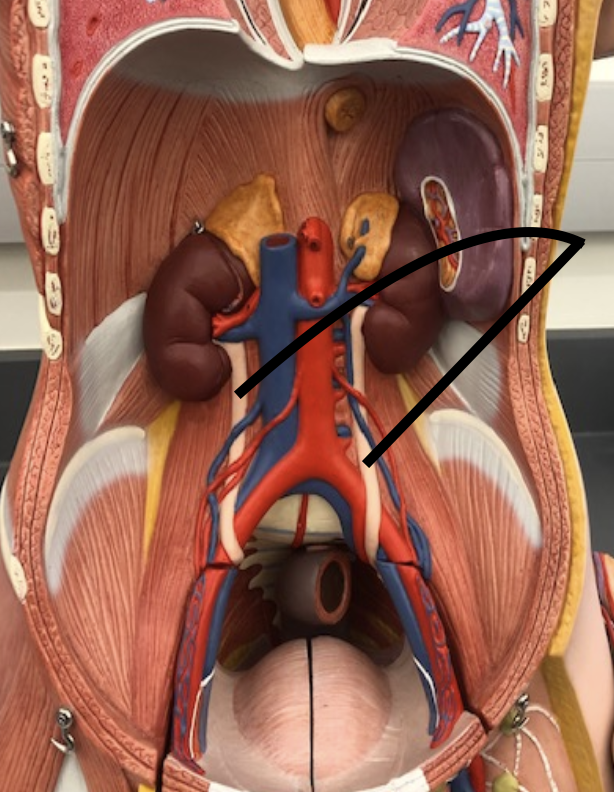 <p>The tubes that carry urine from the kidneys to the bladder.</p>
