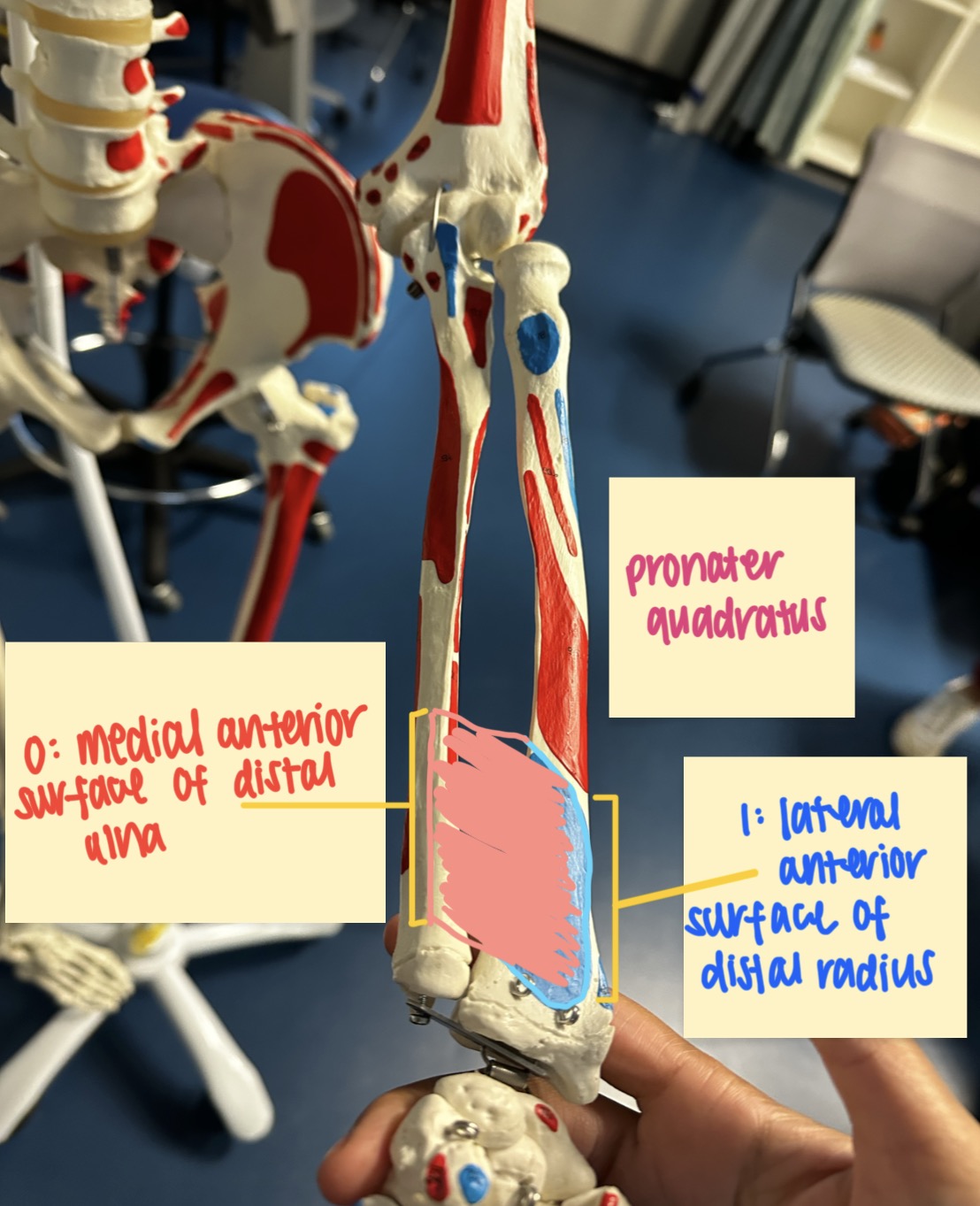 <ul><li><p>O: medial, anterior surface of distal ulna</p></li><li><p>I: lateral, anterior surface of distal radius</p></li><li><p>A: forearm pronation</p></li><li><p>N: median nerve </p></li></ul><p></p>