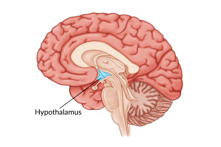 <p>The hypothalamus</p>